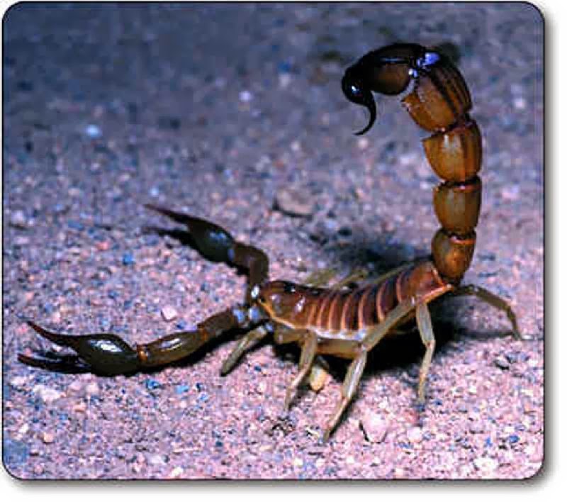 Püf Noktası Akrepten Korunmanın Püf Noktası